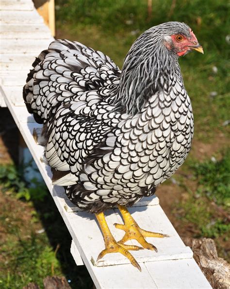 partridge wyandotte chicken|different breeds of wyandotte chickens.